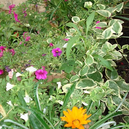 Il Giardino Segreto Gæstehus 2*